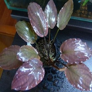 Lagenandra meeboldii pink una planta roja espectacular que puedes comprar online en nascapers.