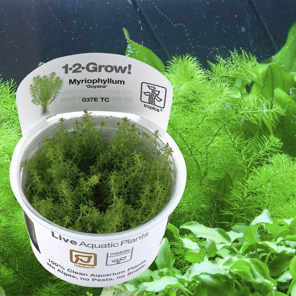 Myriophyllum guyana