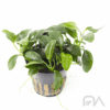 ANUBIAS BARTERI VAR NANA MINI