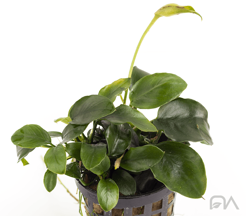 ANUBIAS BARTERI VAR PETITE