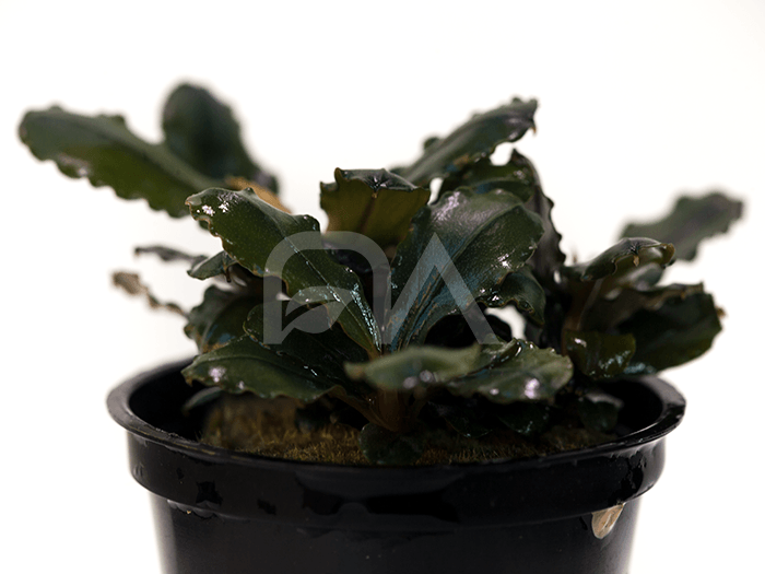 Bucephalandra SP Red