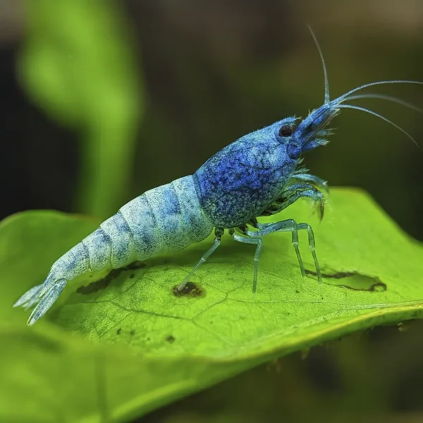 Caridina Blue Bolt nascapers.es