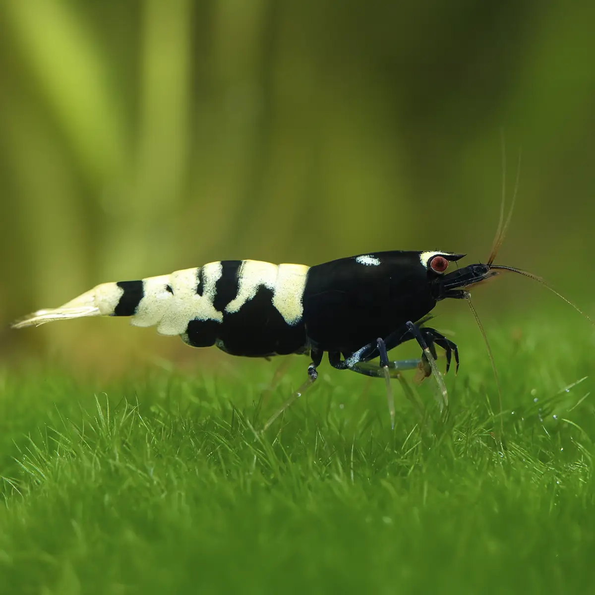 Caridina Cantonensis Crystal Black Pinto nascapers.es