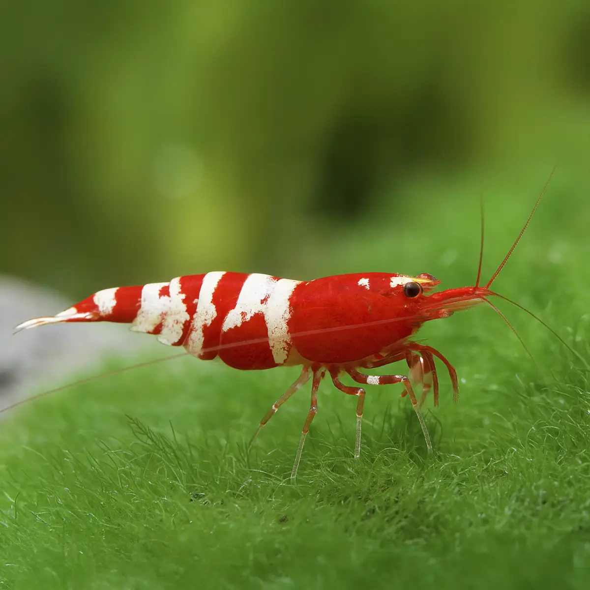 Caridina Cantonensis Pinto Red nascapers.es