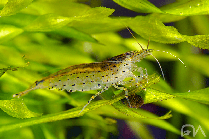 Caridina JAPONICA