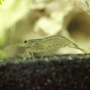 caridina japonica amano gamba para acuarios come algas