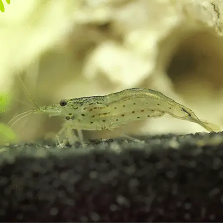 Caridina Japonica Amano M-L