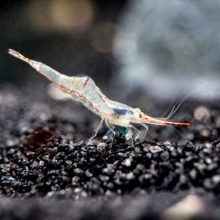 Caridina Pinocho Gracilirostris