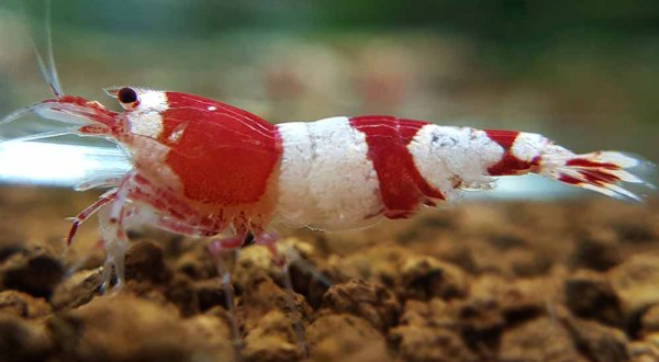 Caridina Red Crystal A/S