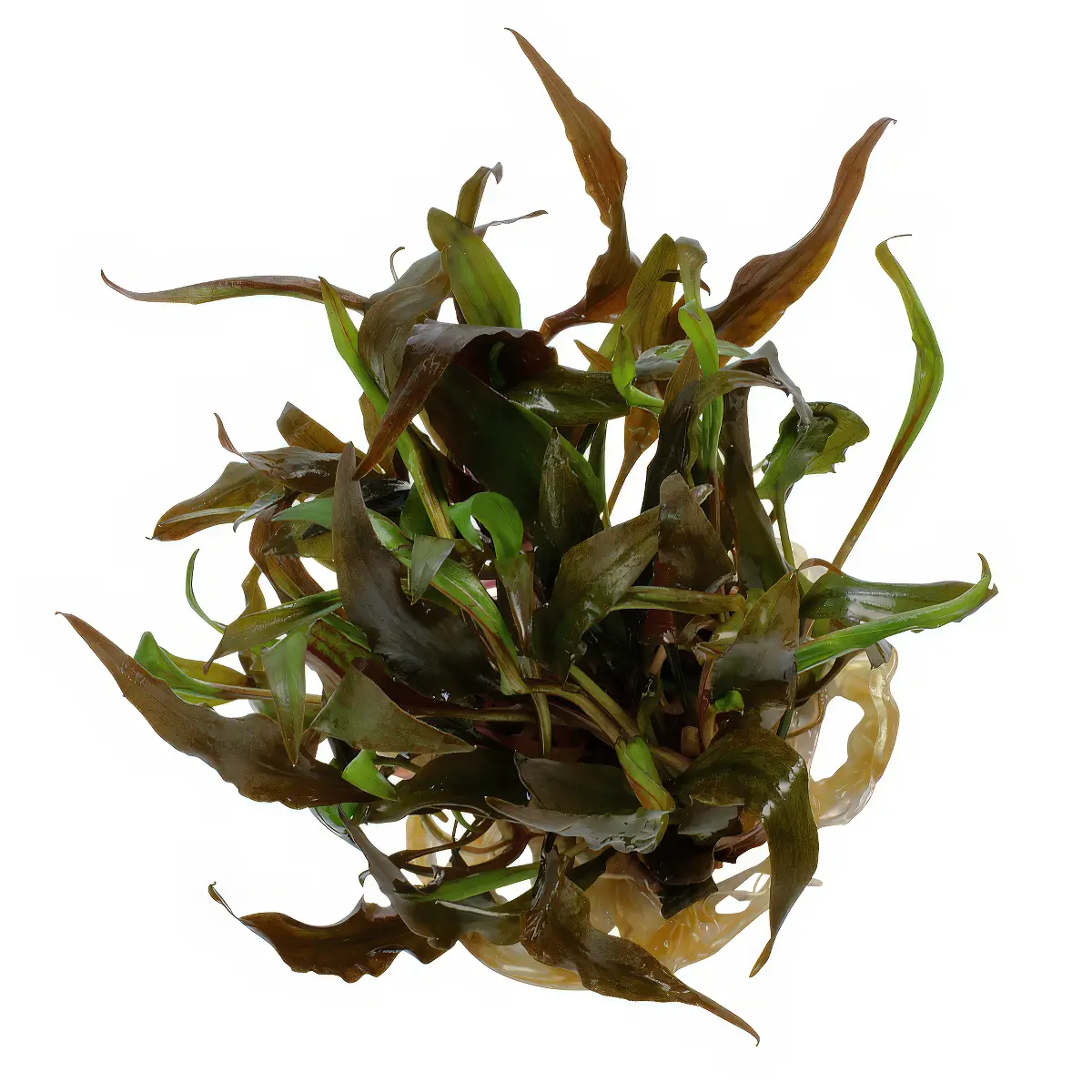 Cryptocoryne Undulata Broad Leaf