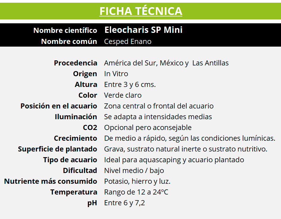 Ficha técnica de la planta acuática Eleocharis SP Mini