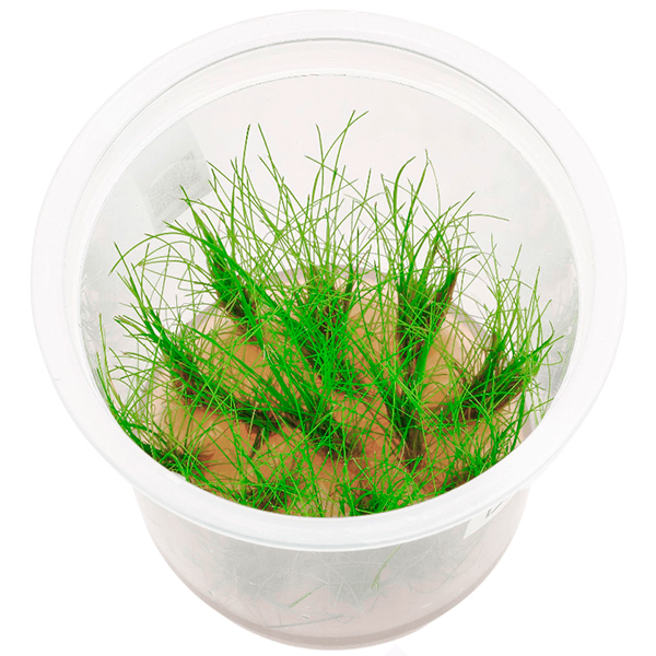 ELEOCHARIS VIVIPARA ADA. Planta de acuario en tarrina in vitro.