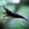 Neocaridina Black Sakura, gamba para acuarios de agua dulce.