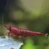 Neocaridina Bloody Mary para acuarios de agua dulce.