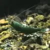 Gamba Neocaridina Green Jade