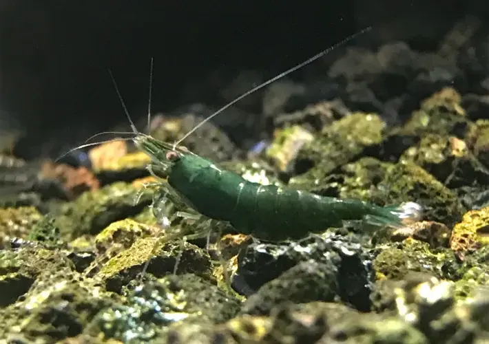 Gamba Neocaridina Green Jade