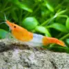 Gamba Neocaridina Orange Rili