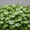 Huydrocotile Verticillata nascapers.es