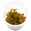 LUDWIGIA REPENS SUPER RED