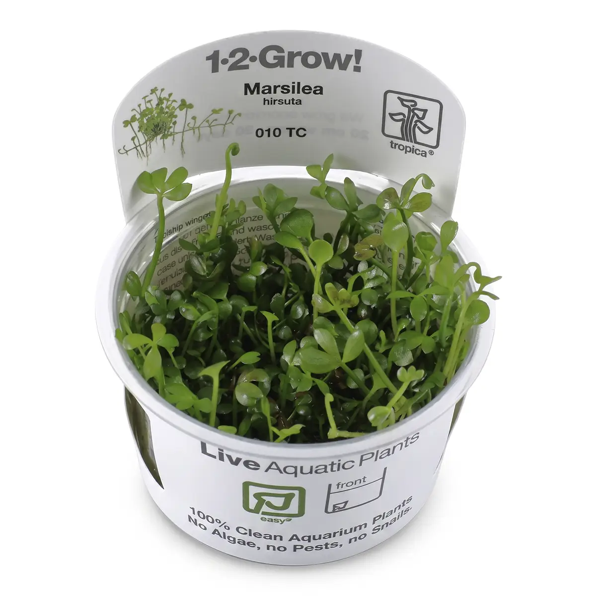 Marsilea Hirsuta nascapers.es