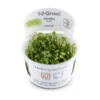 Marsilea Minuta nascapers.es