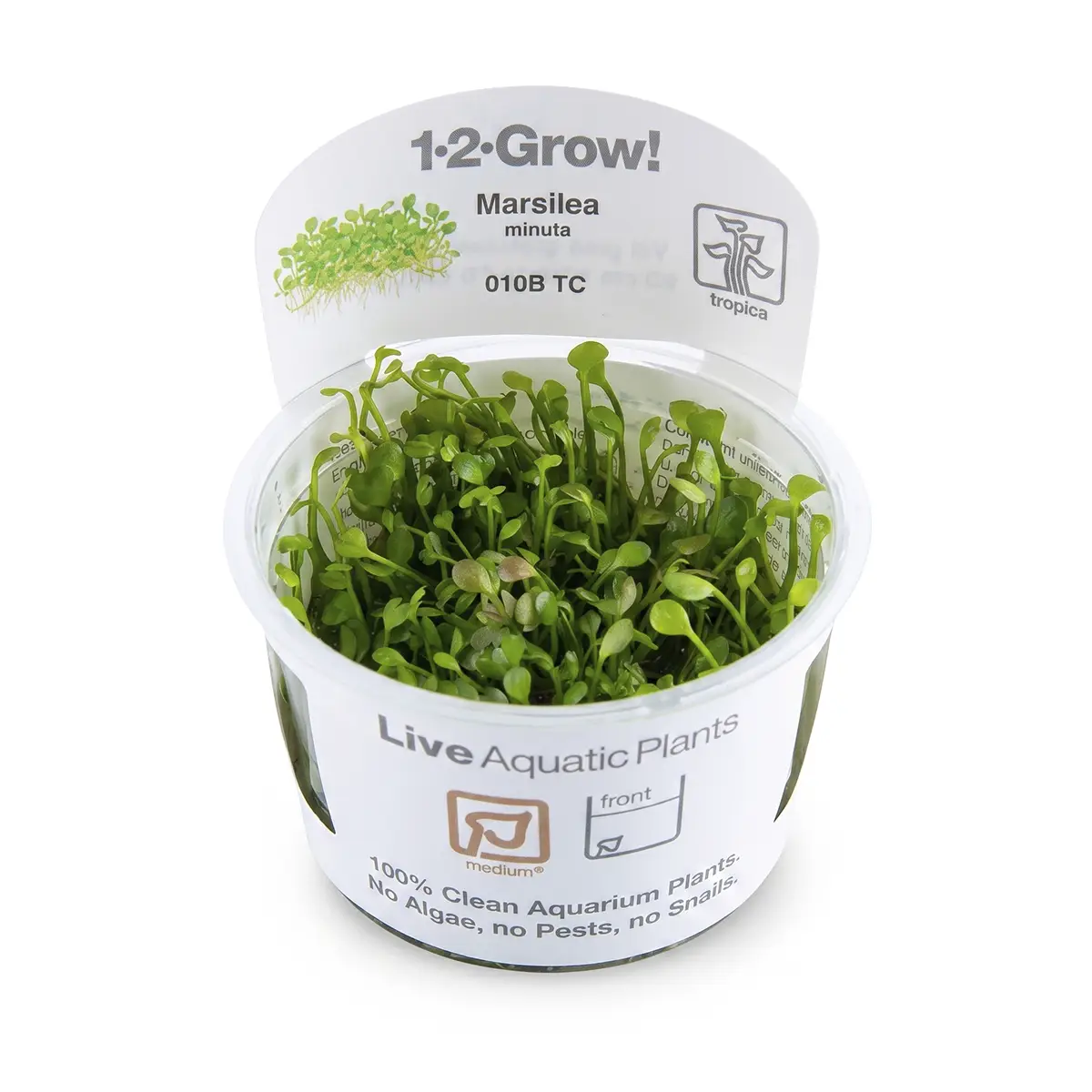 Marsilea Minuta nascapers.es