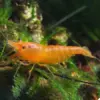Gamba Neocaridina Orangen Sakura