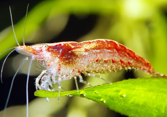 Gamba Neocaridina Red Cherry