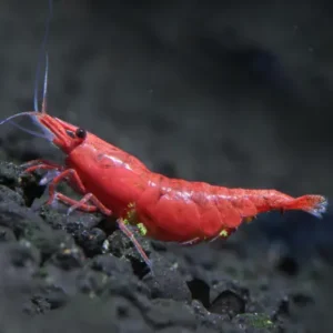 Neocaridina Red Fire Painted