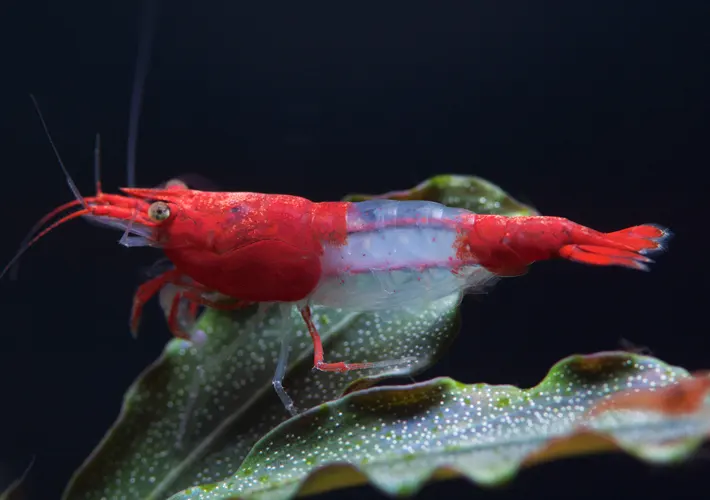 Gamba para acuarios de agua dulce Neocaridina Red Rili