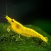 Neocaridina Yellow Golden Back