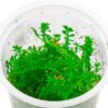 Comprar online ROTALA MEXICANA BANGLADESH