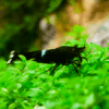 Caridina King Kong