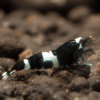 Caridina Taiwan Bee Black Mix