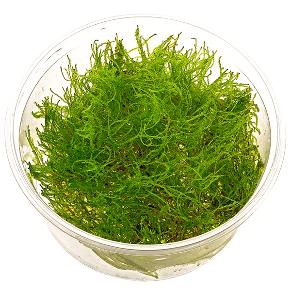 TAIWAN MOSS