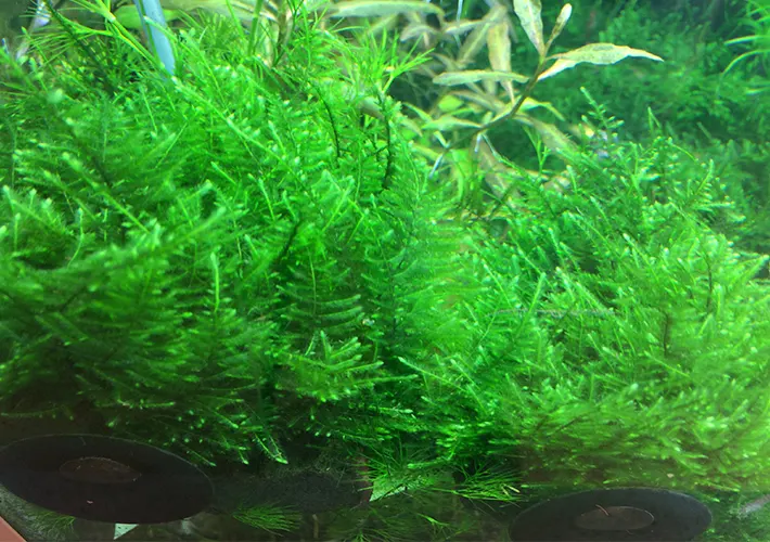 Taxiphyllum alternans Taiwan Moss de venta en tu tienda de acuarios online nascapers.es al mejor precio.