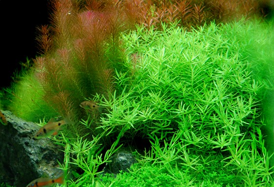 ROTALA SP GREEN