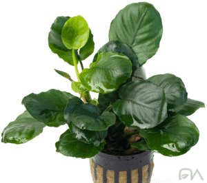 ANUBIAS GOLDEN COIN
