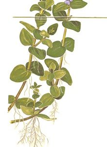 Bacopa caroliniana