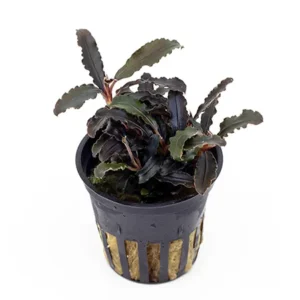 Bucephalandra Kedagang Mini de venta en tienda de acuarios online nascapers al mejor precio