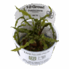 CRYPTOCORYNE CRISPATULA