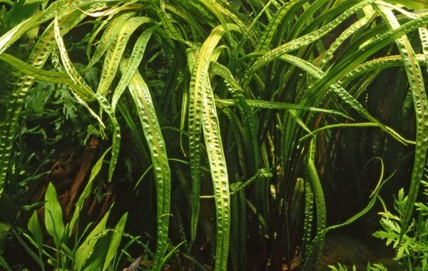CRYPTOCORYNE CRISPATULA