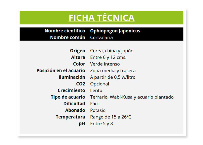 Ficha técnica de la planta Ophiopogon Japonicus