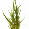 JUNCUS REPENS
