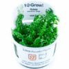 ROTALA ROTUNDIFOLIA GREEN de venta online en NASCAPERS al mejor precio.