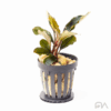 bucephalandra dark blue
