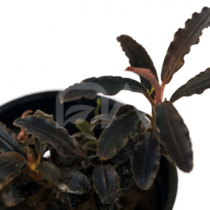 Bucephalandra Pygmea Japon