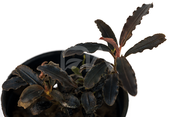 Bucephalandra Pygmea Japon