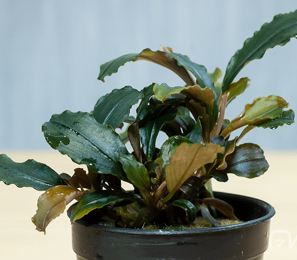 bucephalandra sp maia