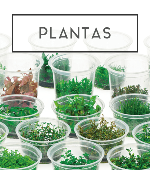 Plantas de ADA